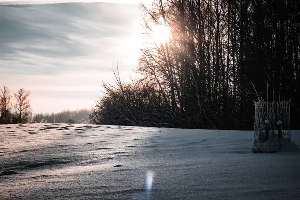 Het Bos Met Dichte Bomen Bedekt Met Sneeuw Onder Het — Stockfoto