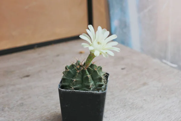 Una Vista Superior Una Planta Cactus Floreciente Creciendo Una Maceta — Foto de Stock