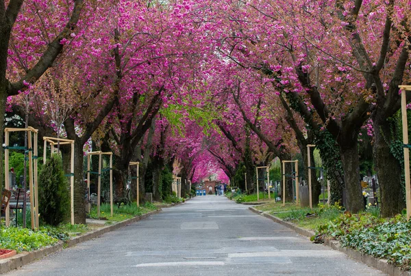 公園内に咲く日本の桜の木を貫く真っ直ぐな路地 — ストック写真