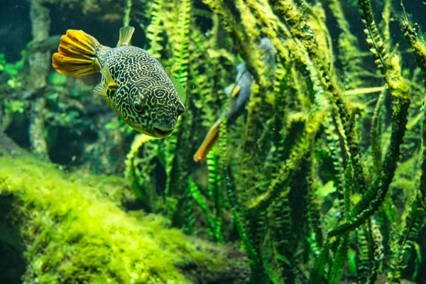 Closeup Shot Tetraodon Fish Algae Aquarium — 스톡 사진