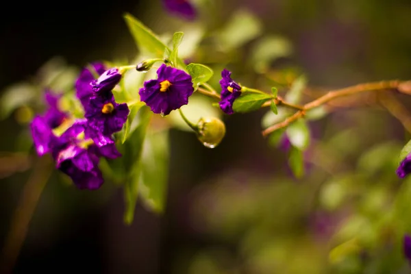 Close Flores Roxas Viola — Fotografia de Stock