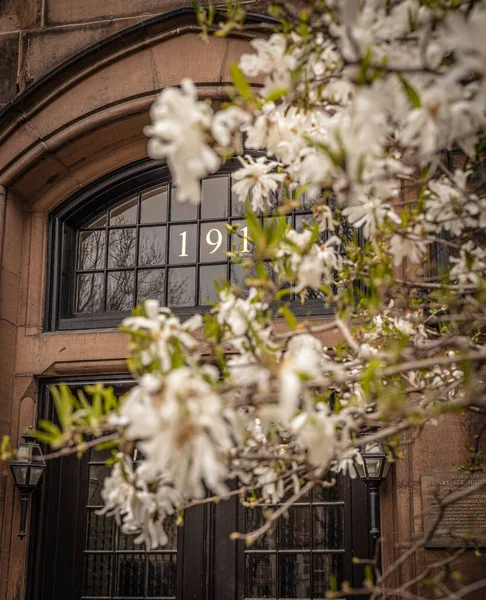 Eine Fassade Eines Gebäudes Und Eines Blühenden Baumes Back Bay — Stockfoto
