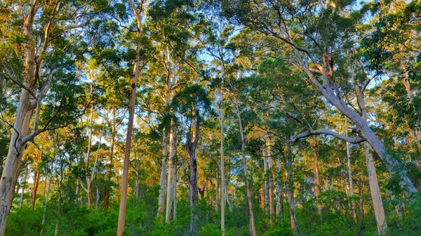 Bosque Árboles Karri Cerca Pemberrton — Foto de Stock