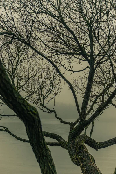 暗い日に裸の長い枝を持つ木の垂直ショット — ストック写真