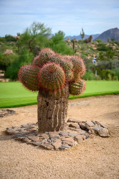 Disparo Vertical Una Planta Cactus Contra Verde Cielo Azul Desierto — Foto de Stock