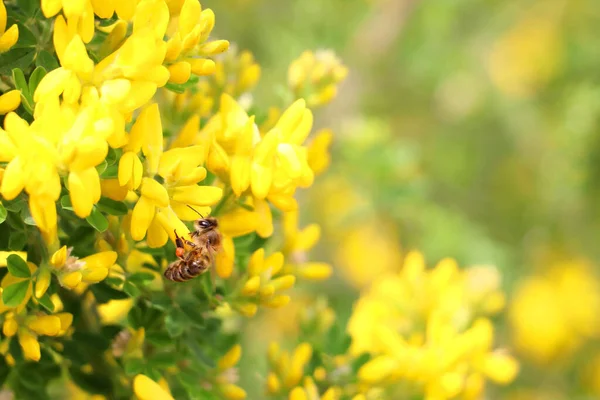 Closeup Honey Bee Apis Mellifera Collecting Pollen Nectar Spring Yellow — Stock Photo, Image