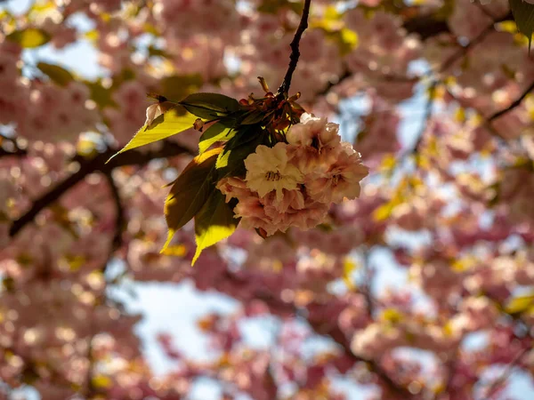Closeup Shot Pink Flower Tree — Stock Photo, Image