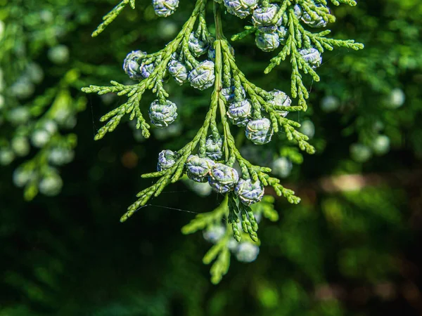 Closeup Shot Green Cedar Blurry Background — Stock Photo, Image