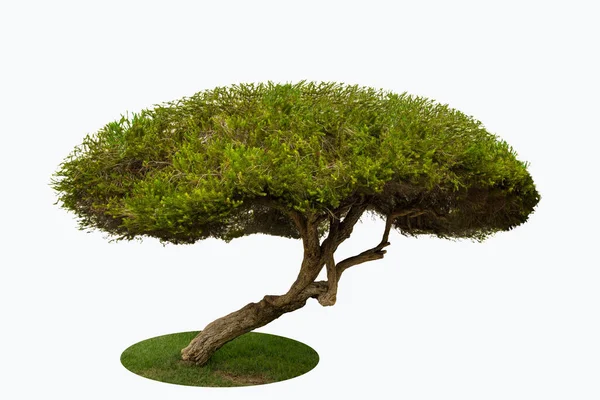 Ilustrace Stromu Zelenými Listy Trávou Pod Ním Izolovanou Bílém Pozadí — Stock fotografie