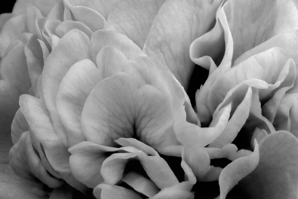 Grayscale Shot Flower Petals Closeup — Stock Photo, Image