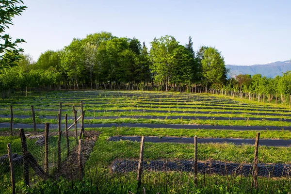 Plantação Mirtilos Campo Fazenda Samegrelo Geórgia — Fotografia de Stock