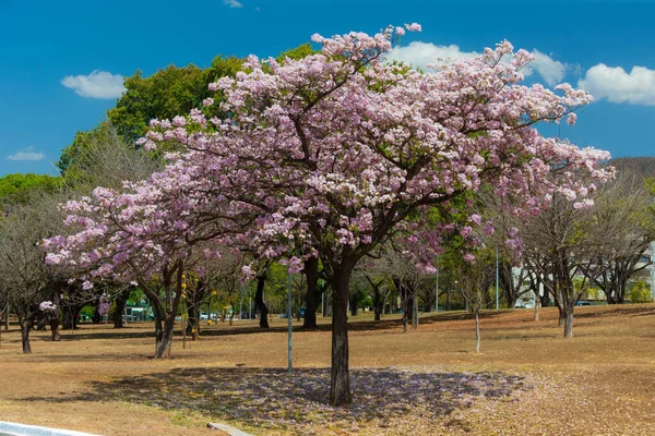 公園内に咲く桜の美しい景色 — ストック写真