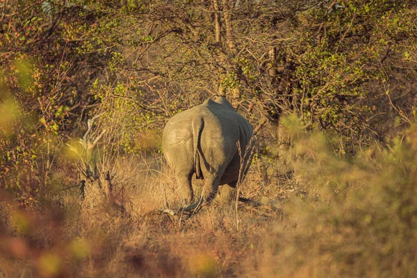 Gros Plan Éléphant Dans Safari — Photo