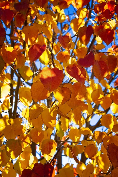 秋に葉の色が変わるのを閉じる — ストック写真