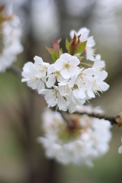 Eine Vertikale Selektive Fokusaufnahme Schöner Weißer Kirschblüten Auf Einem Ast — Stockfoto