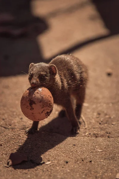 Eine Vertikale Aufnahme Eines Kleinen Mungos Einem Wildreservat Afrika Inmitten — Stockfoto