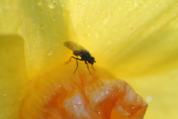 ภาพระยะใกล ของแมลงว านย นอย บนพ Jonquil าหวานในสวนในเวลากลางว — ภาพถ่ายสต็อก