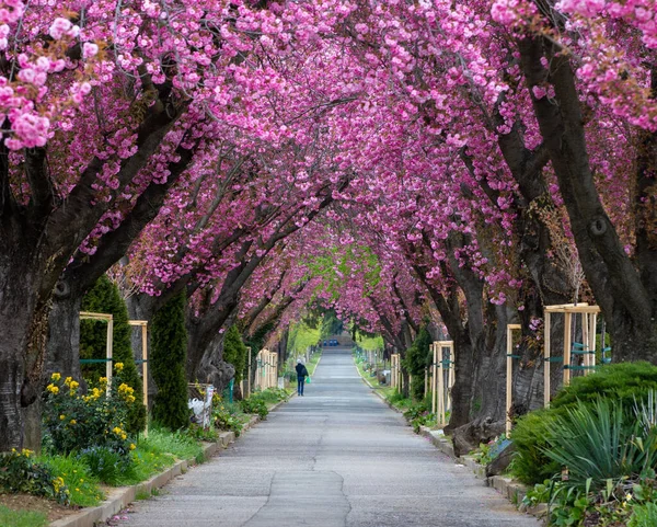 公園内にある日本の桜の間の美しい路地 — ストック写真