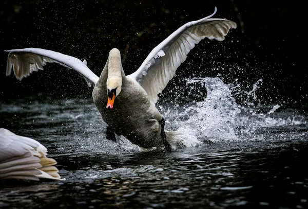 Una Vista Panorámica Hermoso Cisne Blanco Despegando —  Fotos de Stock