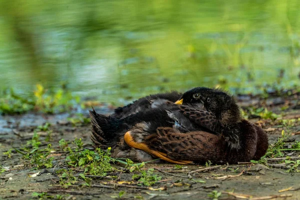 Selective Focus Shot Pair Black Ducks Cuddled Shore Green Lake — Stock Photo, Image