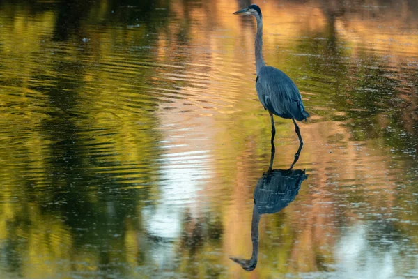 Ein Großer Blauer Reiher Flachen Teich Und Sein Spiegelbild — Stockfoto
