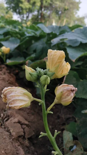 Luffa aegyptiaca, the sponge gourd, Egyptian cucumber or Vietnamese luffa, is an annual species of vine cultivated for its fruit, native to South