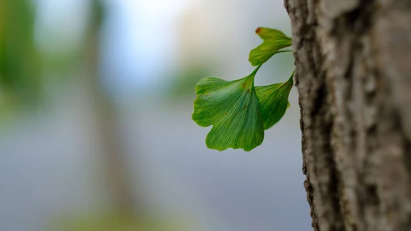 Close Folhas Verdes Uma Árvore Fundo Embaçado — Fotografia de Stock