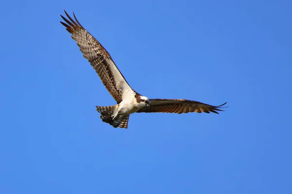 Osprey Voando Céu Azul — Fotografia de Stock