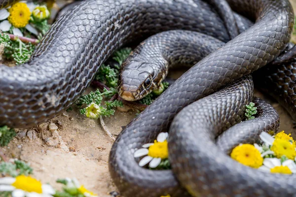 उरव — स्टॉक फ़ोटो, इमेज