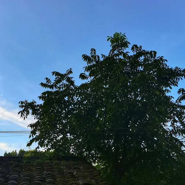 A big tree in a street against the sky