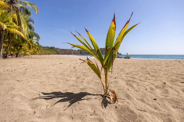 Sahilin Ortasında Büyüyen Küçük Bir Palmiye Ağacının Güzel Bir Görüntüsü — Stok fotoğraf