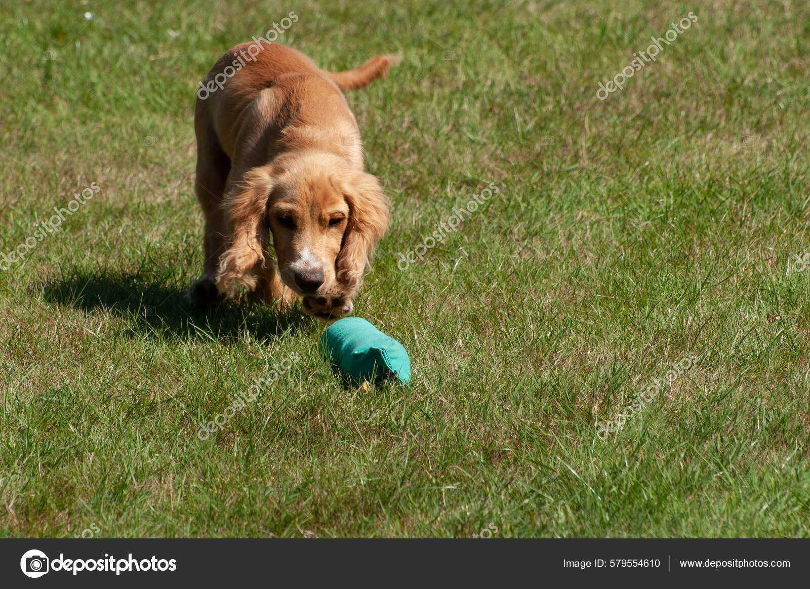 Spaniel Puppies Training Cocker Spaniels To Hunt Cocker Spaniel