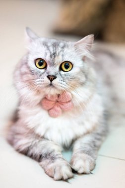 Yerde yatan bir kedinin dikey görüntüsü.