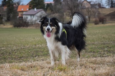 Çimlerin üzerinde duran bir çoban köpeğinin seçici odak noktası.
