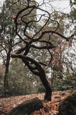 Ormandaki güzel bir ağacın dikey görüntüsü.
