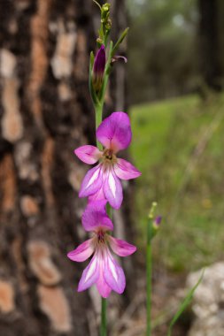 Arka planda odaklanamadığı bir çam ormanı olan mor yabani göz.