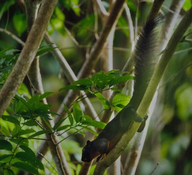 Prevost sincabı (Callosciurus prevostii) Borneo 'da bir ağaç dalında
