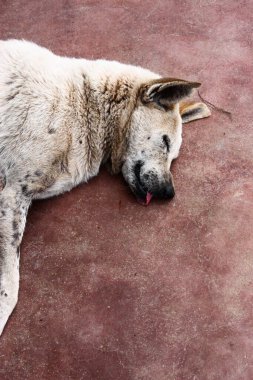 Bir bahçenin zemininde uyuyan bekçi köpeği