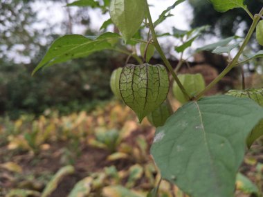 Ciplukan ya da Physalis Angulata, çeşitli hastalıkları etkili bir şekilde tedavi eden yabani bitkilerden biri.