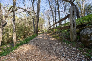 Gündüz vakti ormanda güzel bir yürüyüş sahnesi.