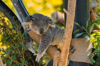 Hayvanat bahçesinde uyuyan gri bir koalanın yakın çekimi.