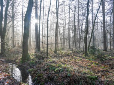 Ormanın sisli bir görüntüsü ve sabah güneşi.