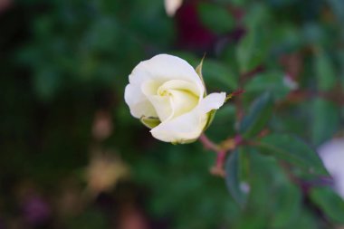 Çiçek açan beyaz bir gülün detaylarını yakından çekeceğiz.