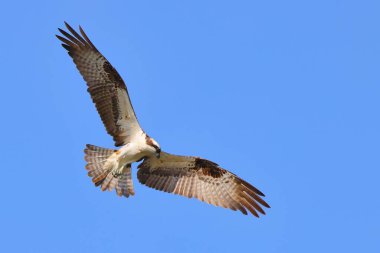 Mavi gökyüzünde süzülen bir Osprey manzarası