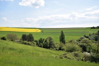 Sarı çiçekli bir arazi.