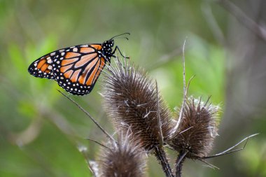 Güney kral kelebeği (Danaus erippus) Arjantin, Güney Amerika 'ya ev sahipliği yapar