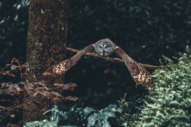 Yeşil ormandaki bir ağacın arka planında uçan bir baykuşun yakın çekimi güzel görünüyor.
