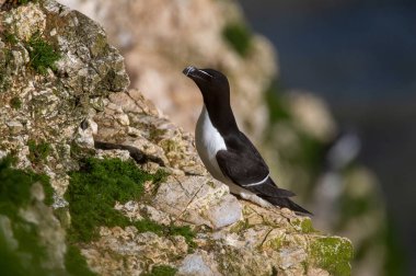 Karaya yeni gelen Razorbill.