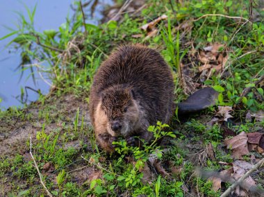 Nehrin kenarındaki yeşil çimlerde bir kunduz.