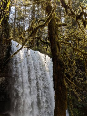 Ormandaki güzel şelalenin dikey görüntüsü.